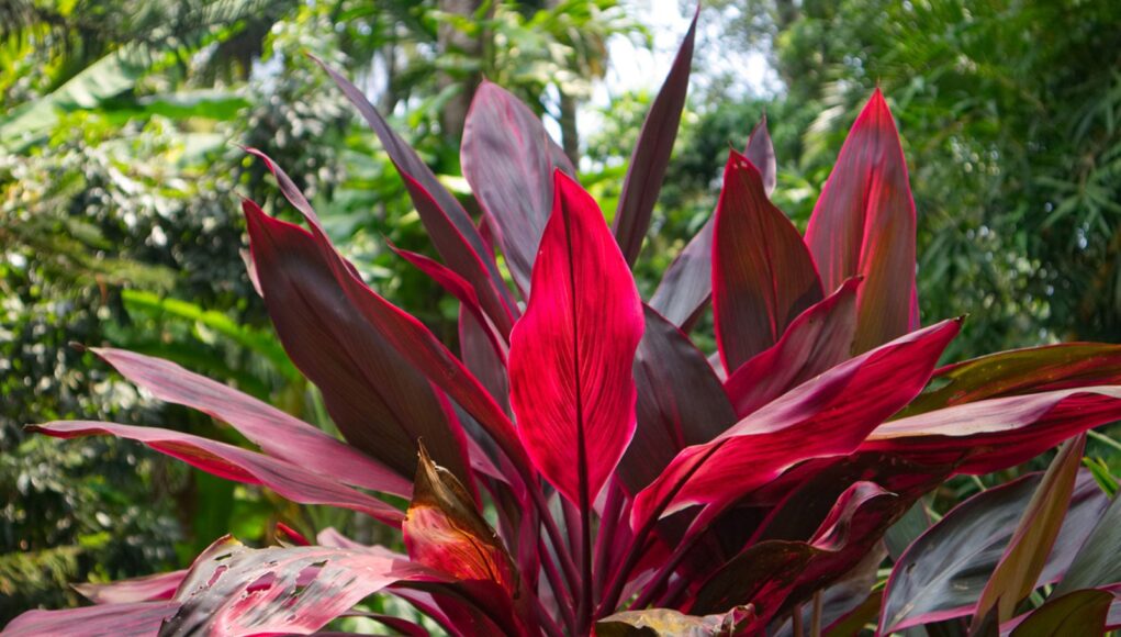 Cordyline