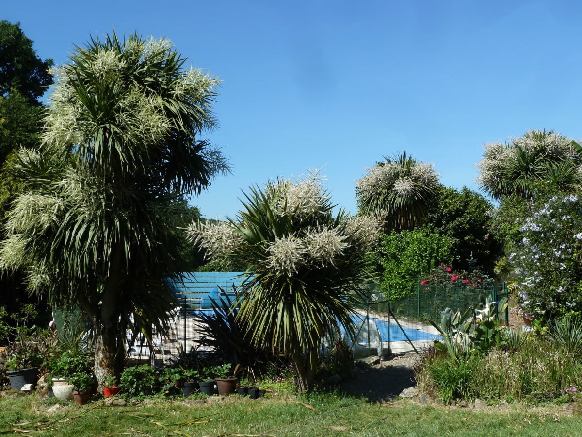 Cordyline australis