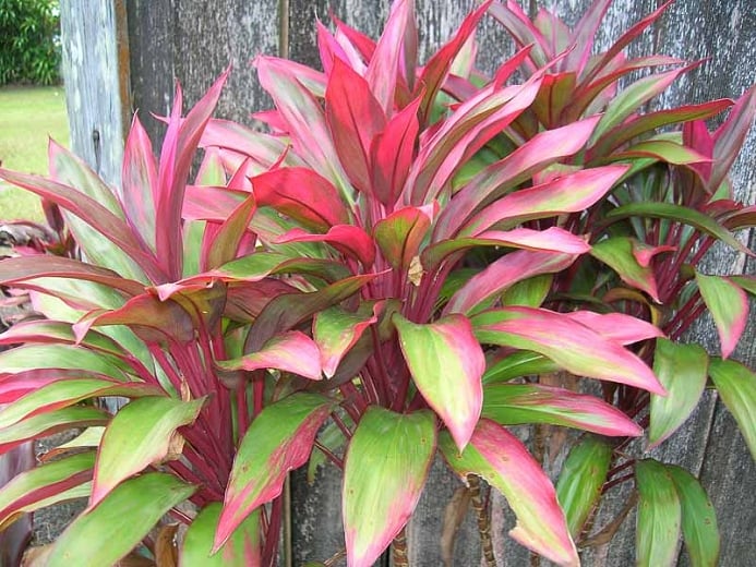 Cordyline fruticosa