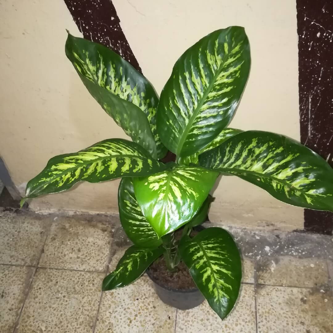 Dieffenbachia amoena