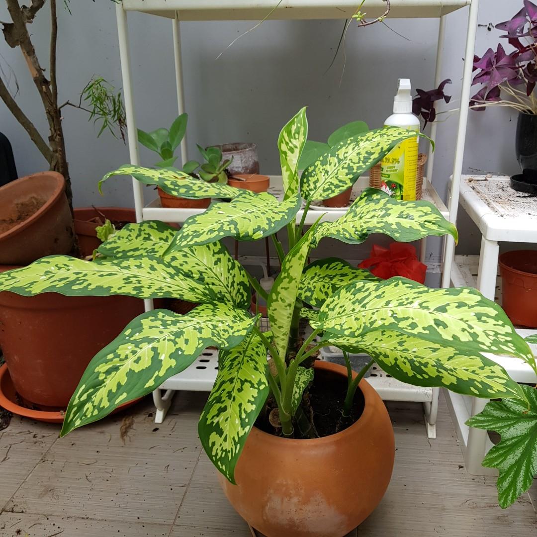 Dieffenbachia bausei