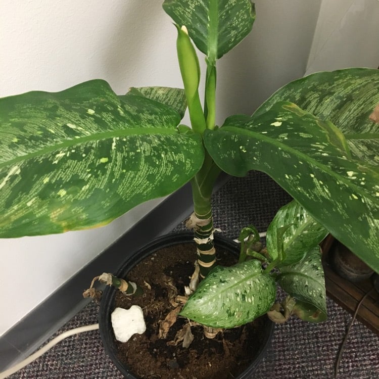 Dieffenbachia bowmannii