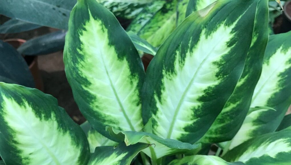 Dieffenbachia maculata