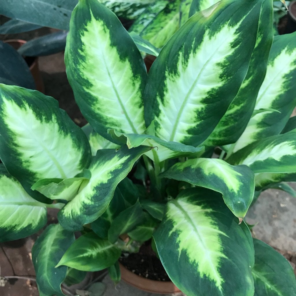 Dieffenbachia maculata