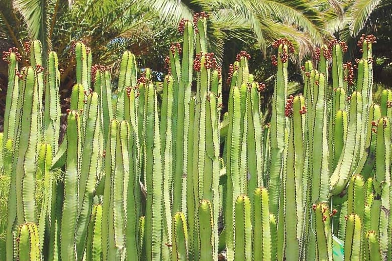 Euphorbia canariensis