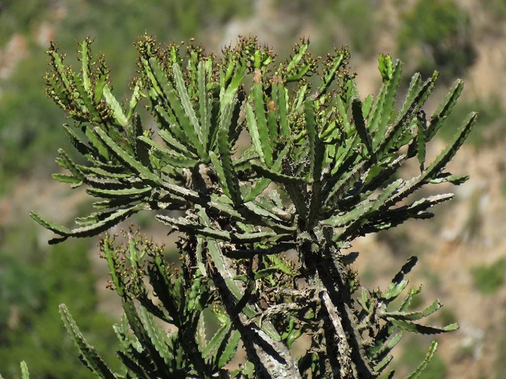 Euphorbia grandidens