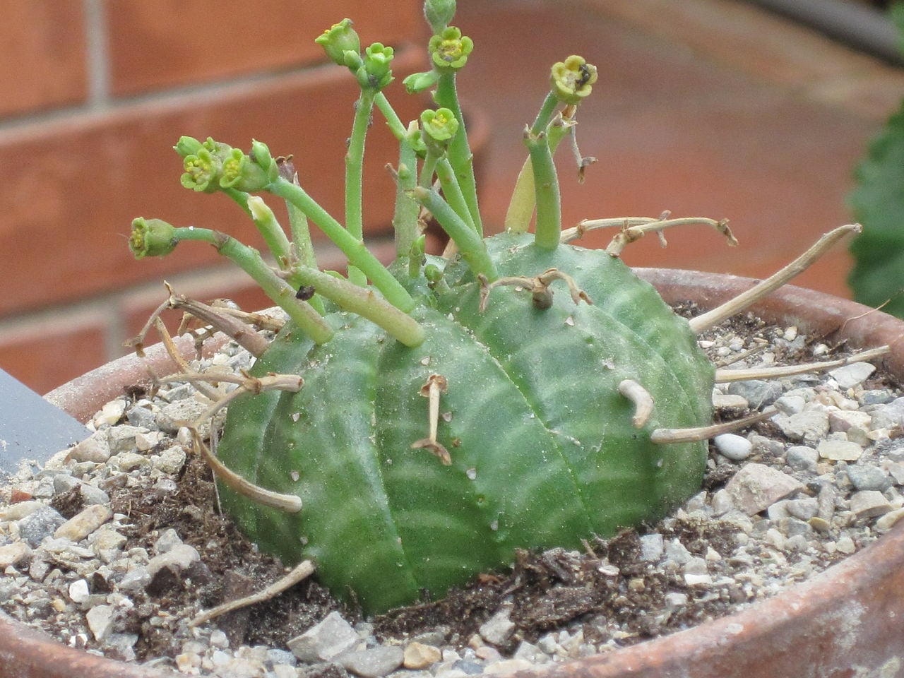 Euphorbia meloformis