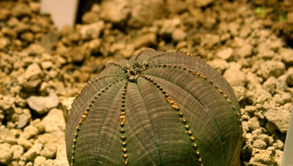 Euphorbia obesa