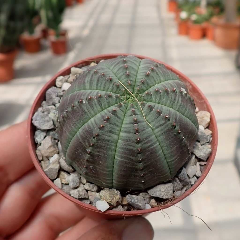 Euphorbia obesa
