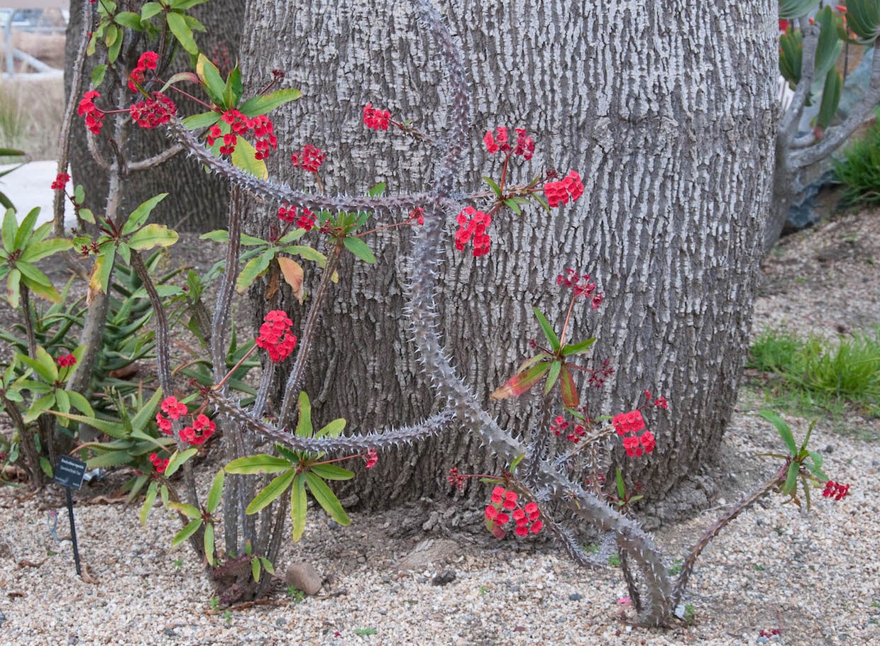 Euphorbia splendens