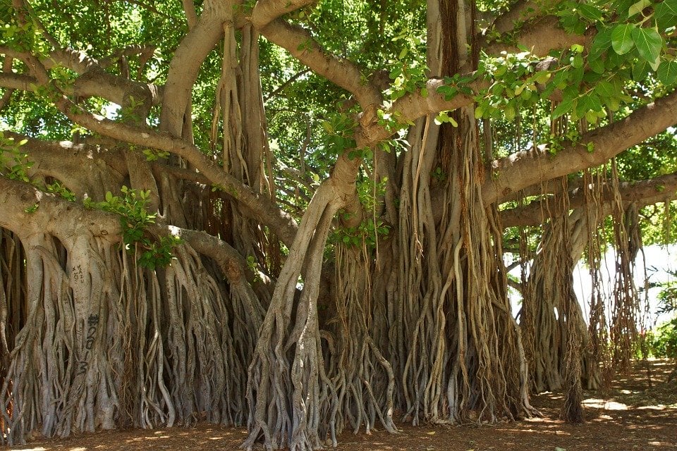 Ficus bengalensis