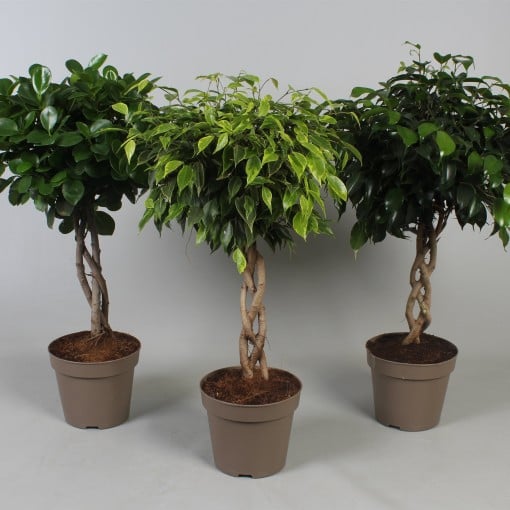 Ficus benjamina