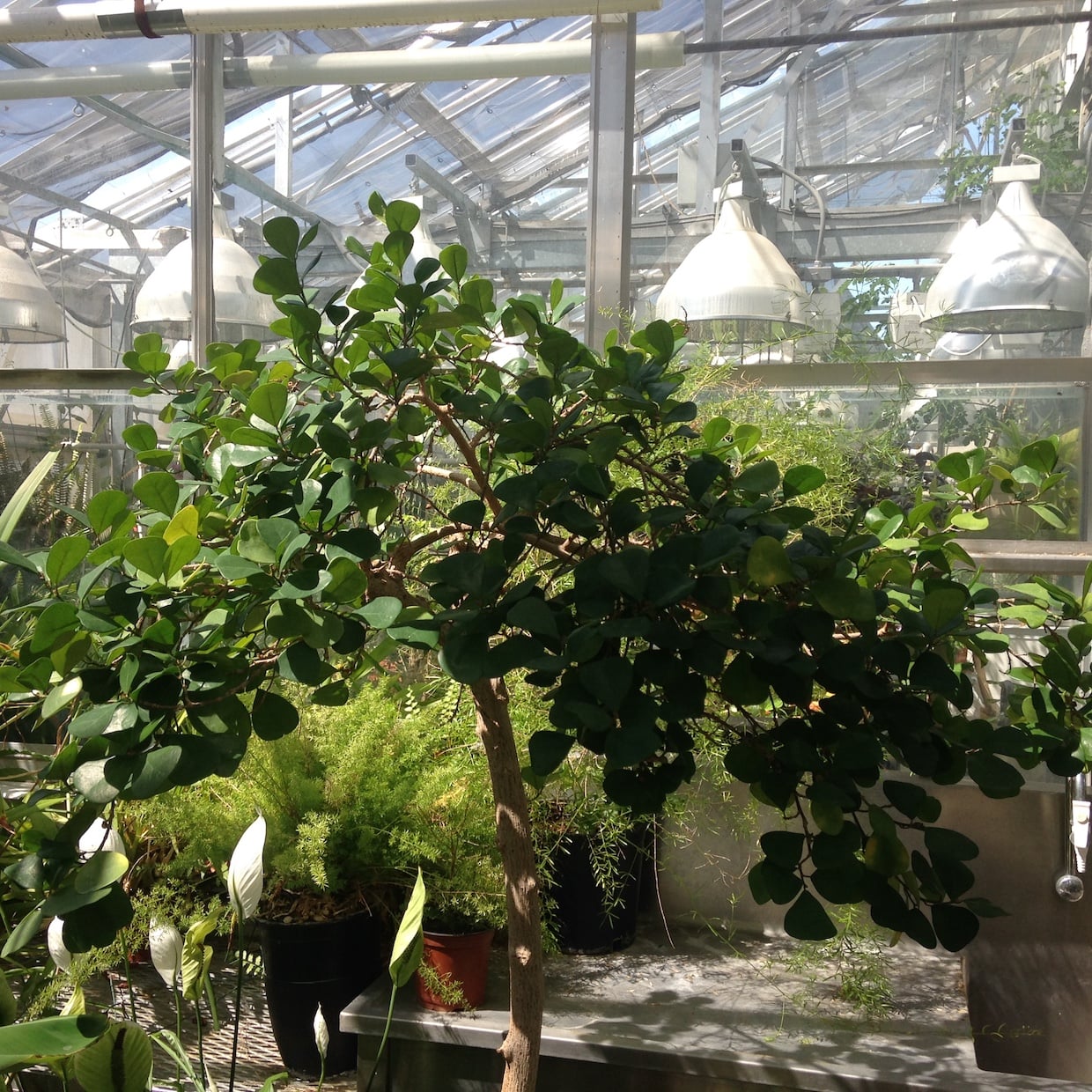 Ficus deltoidea