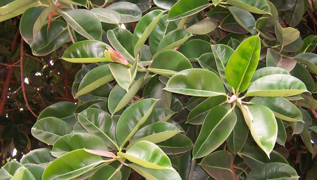Ficus elastica