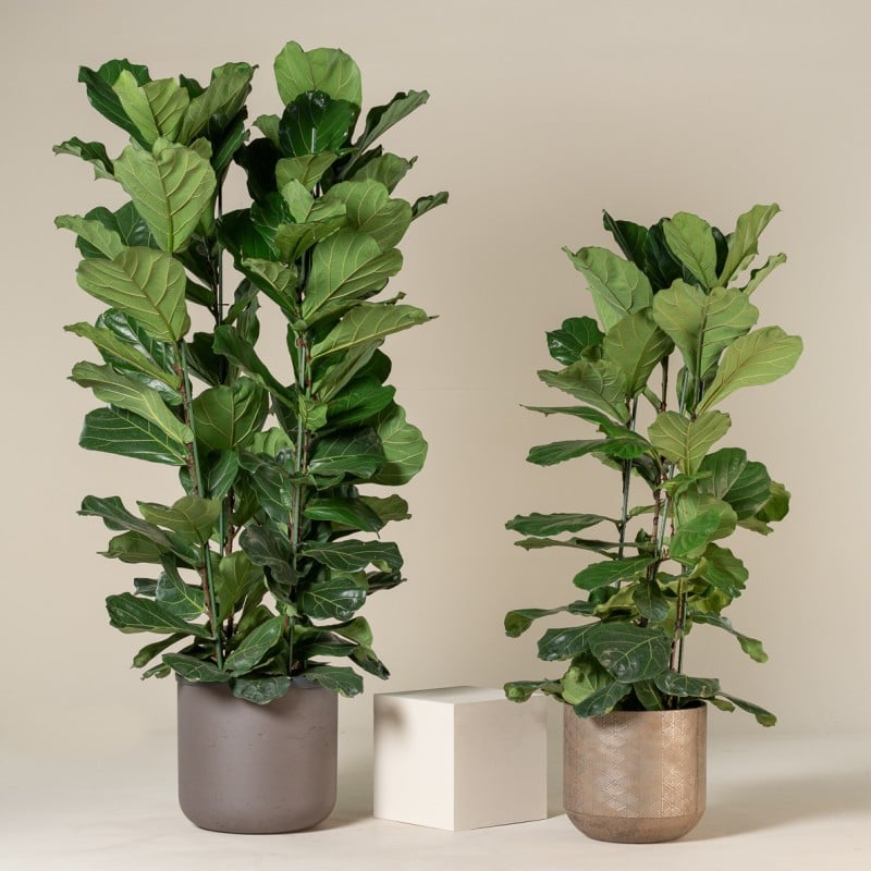 Ficus lyrata