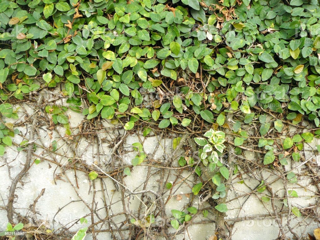 Ficus pumila