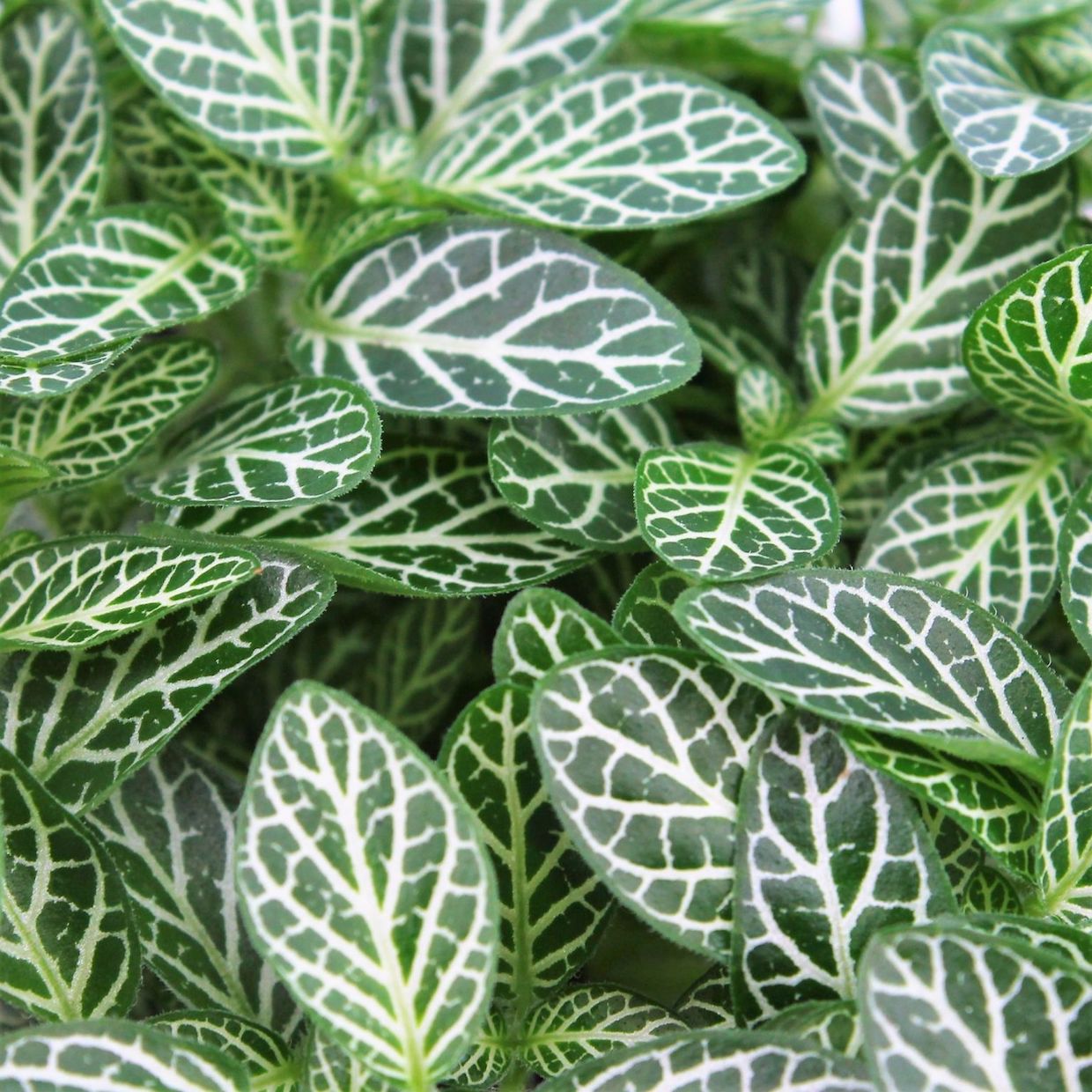 Fittonia verschaffeltii