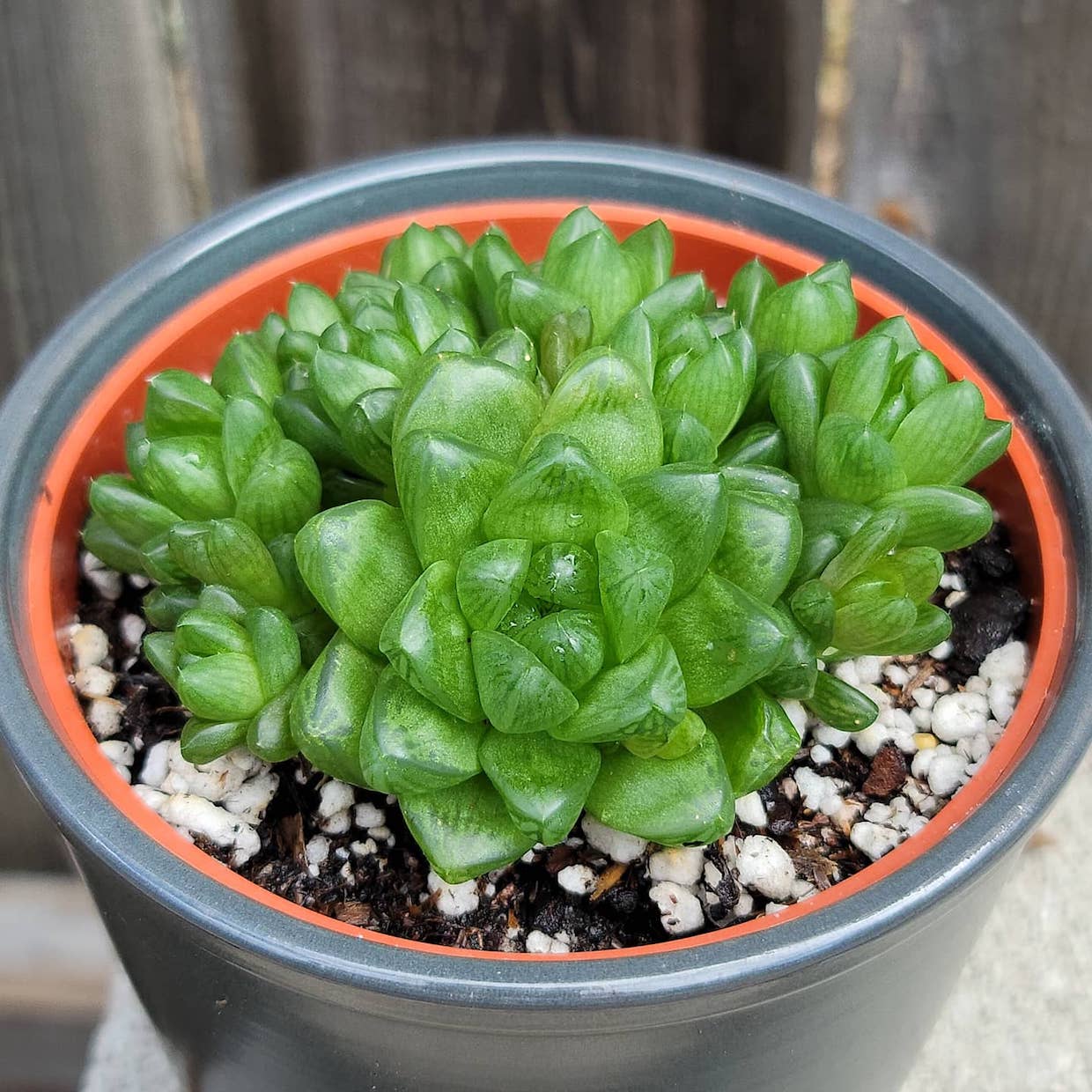 Haworthia cymbiformis