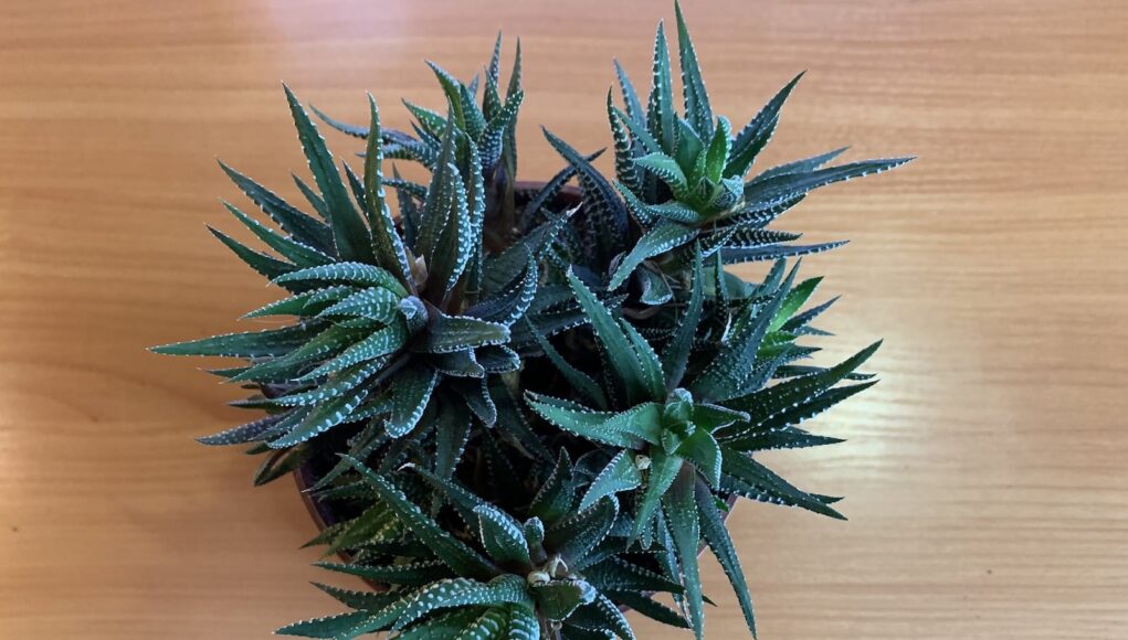 Haworthia fasciata