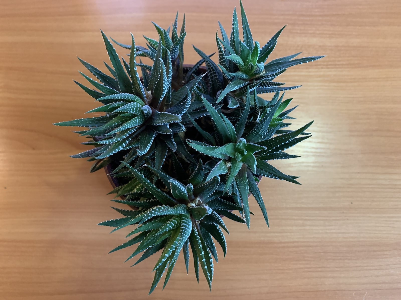 Haworthia fasciata