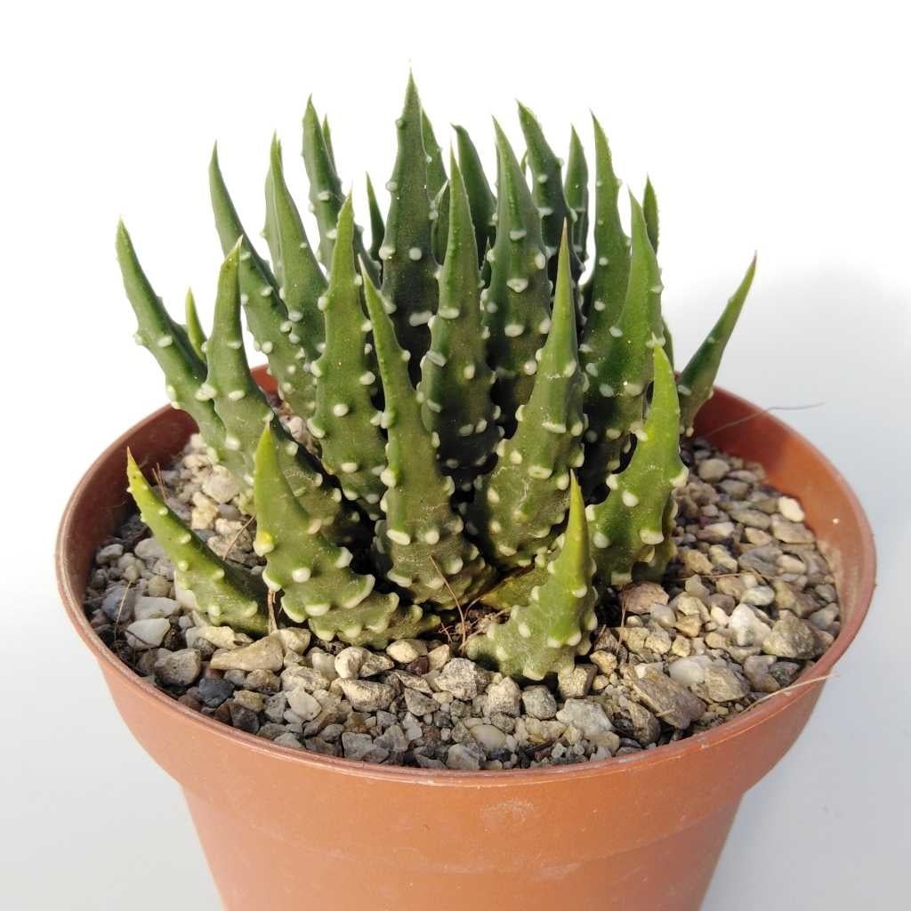 Haworthia margaritifera