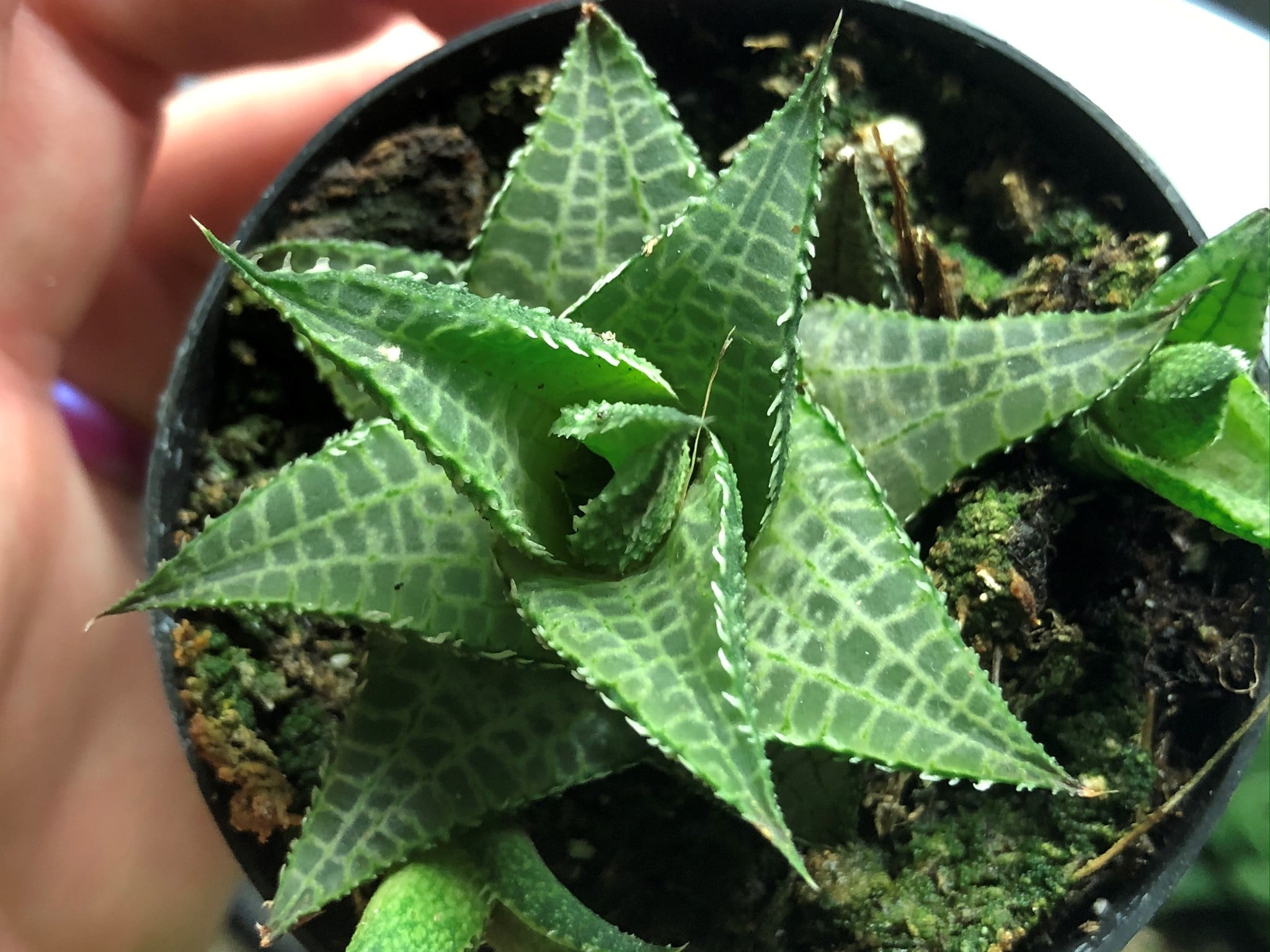 Haworthia tesselata