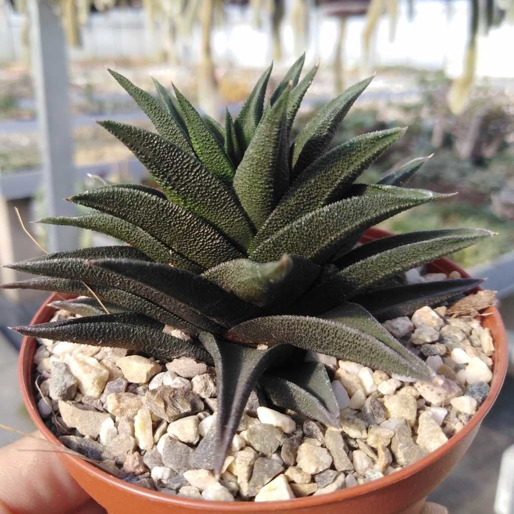 Haworthia tortuosa
