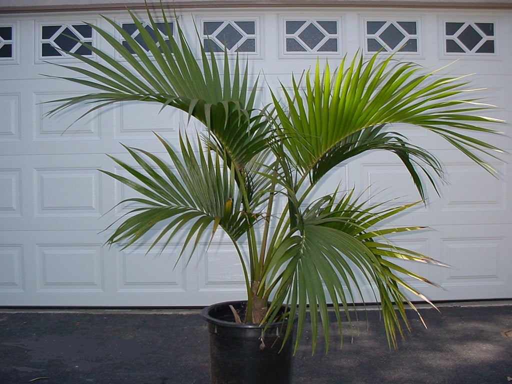 Howea belmoreana
