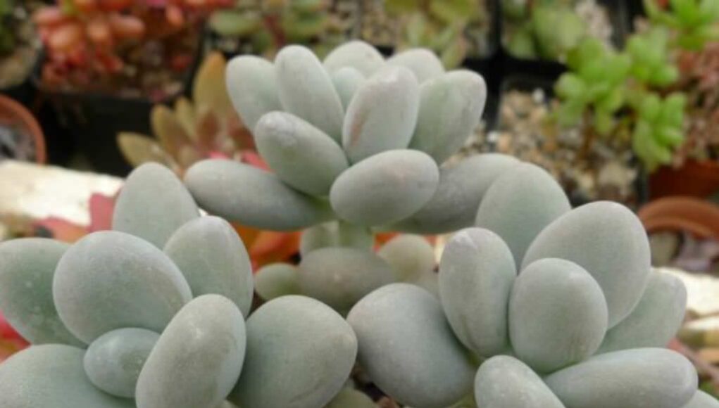 Pachyphytum oviferum