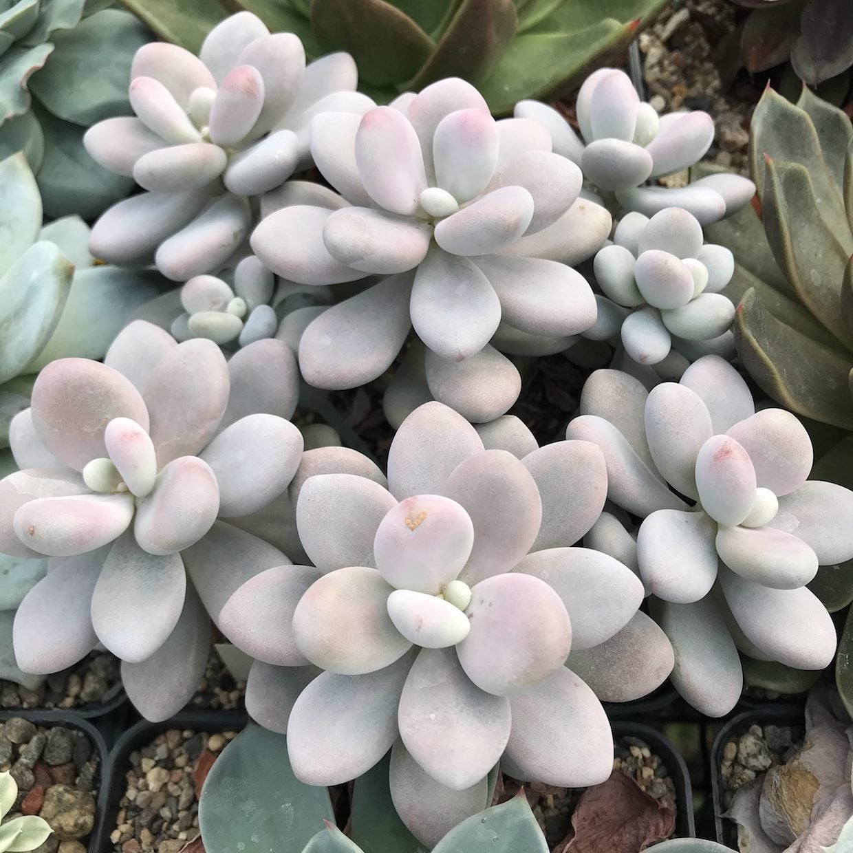 Pachyphytum oviferum