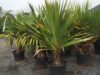 Панданус (Pandanus) Pandanus