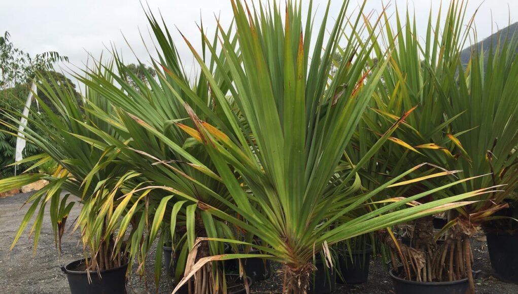 Pandanus