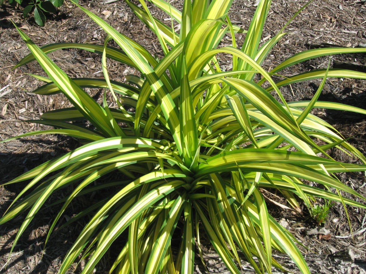 Pandanus sanderi