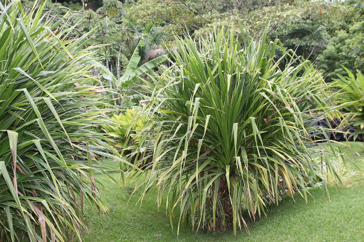Pandanus veitchii
