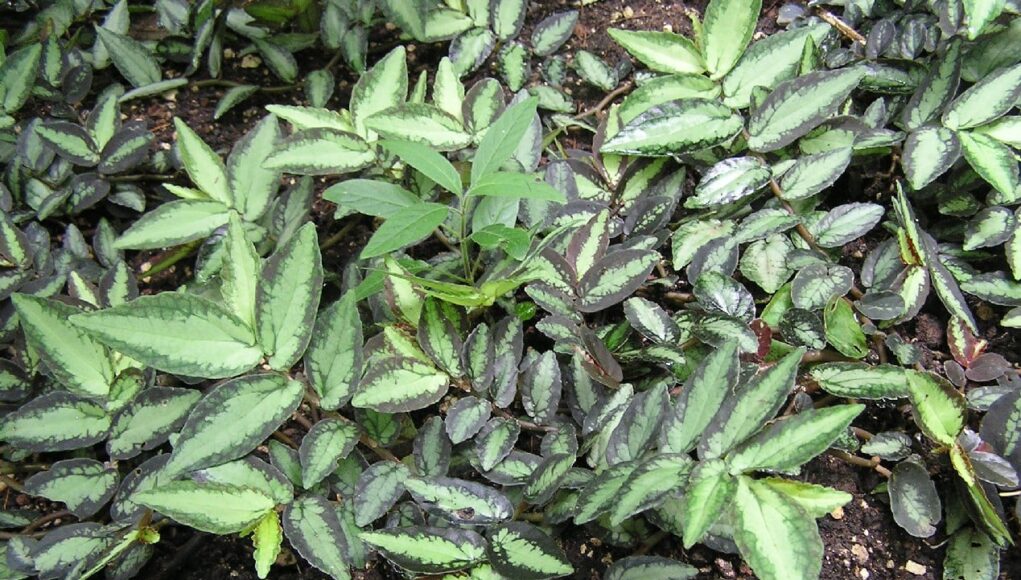 Pellionia