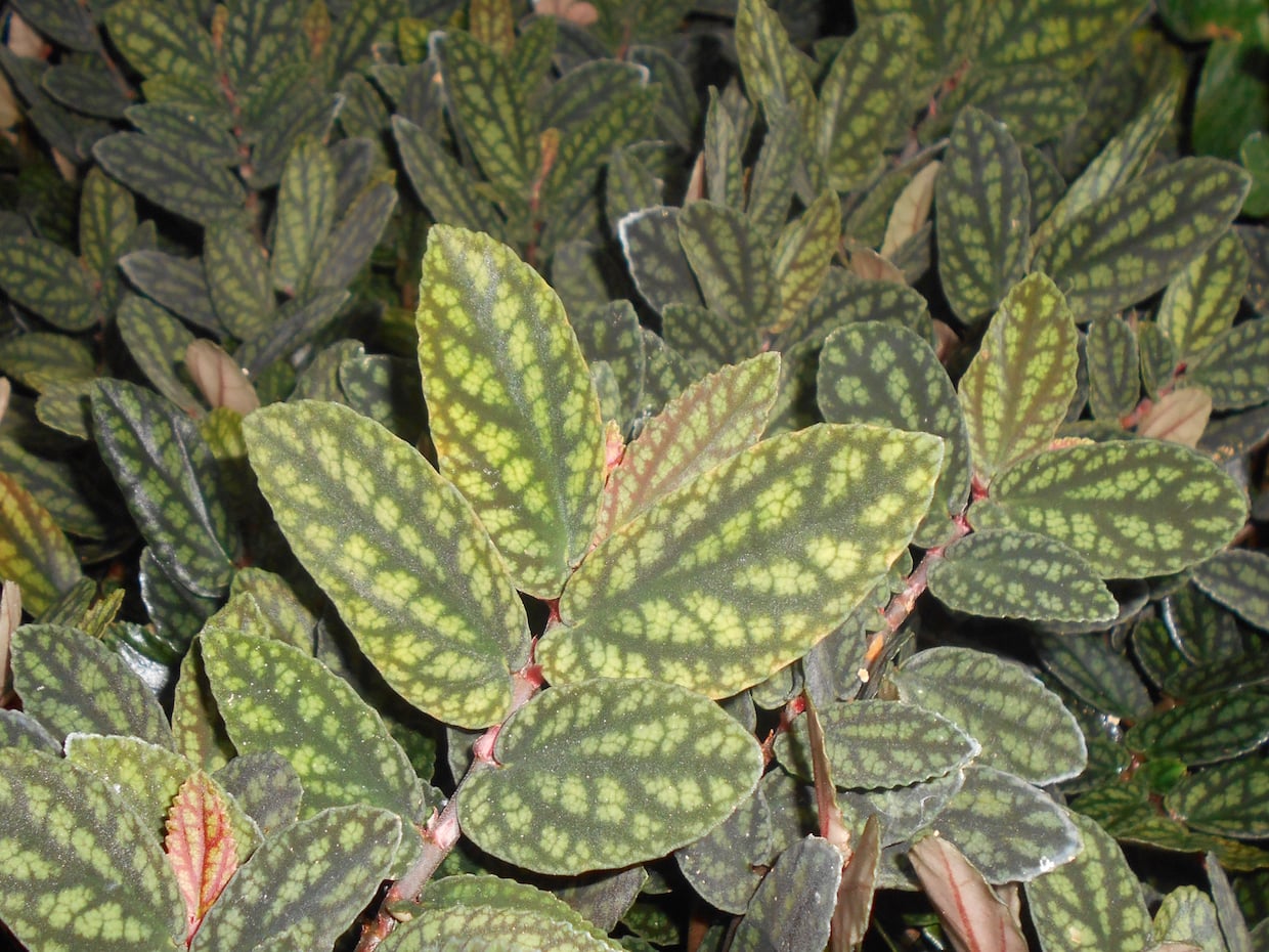 Pellionia pulchra