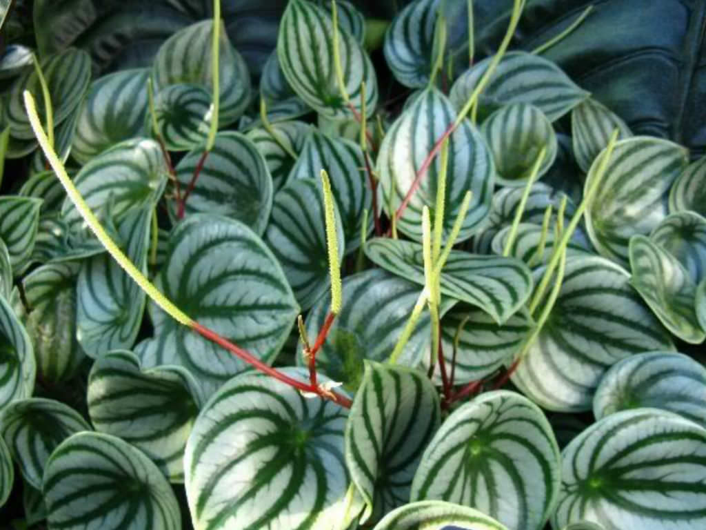 Peperomia argyreia