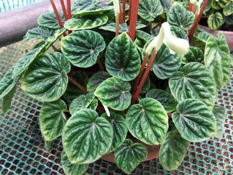 Peperomia caperata