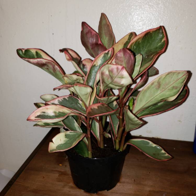 Peperomia clusiifolia