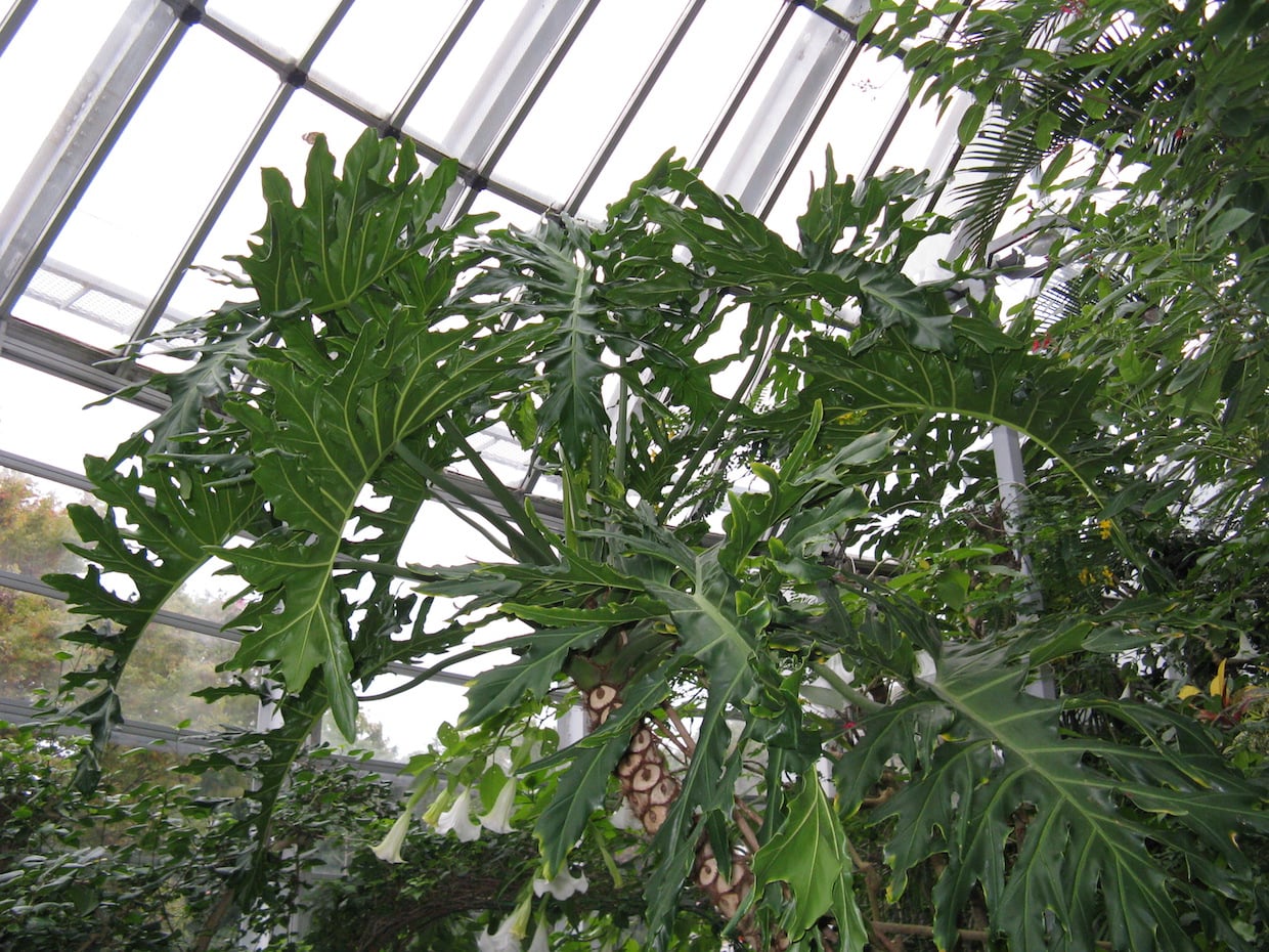 Philodendron bipinnatifidum