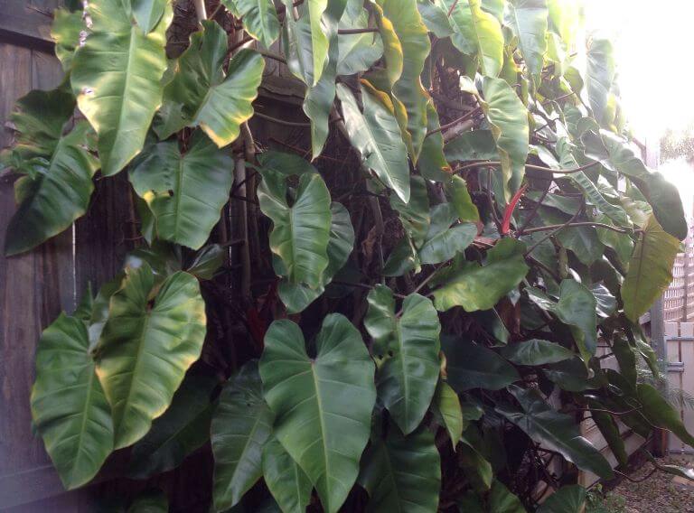 Philodendron domesticum