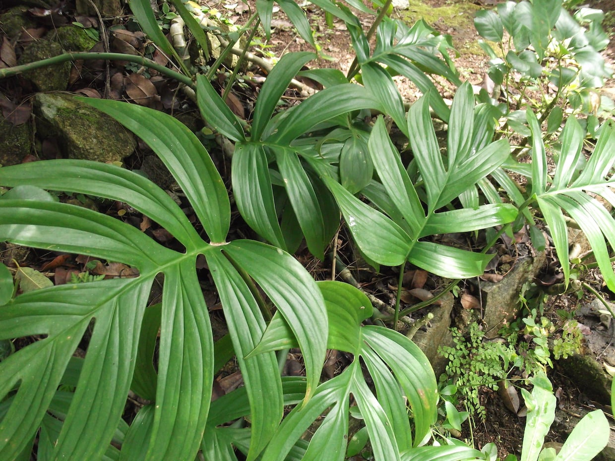 Philodendron elegans