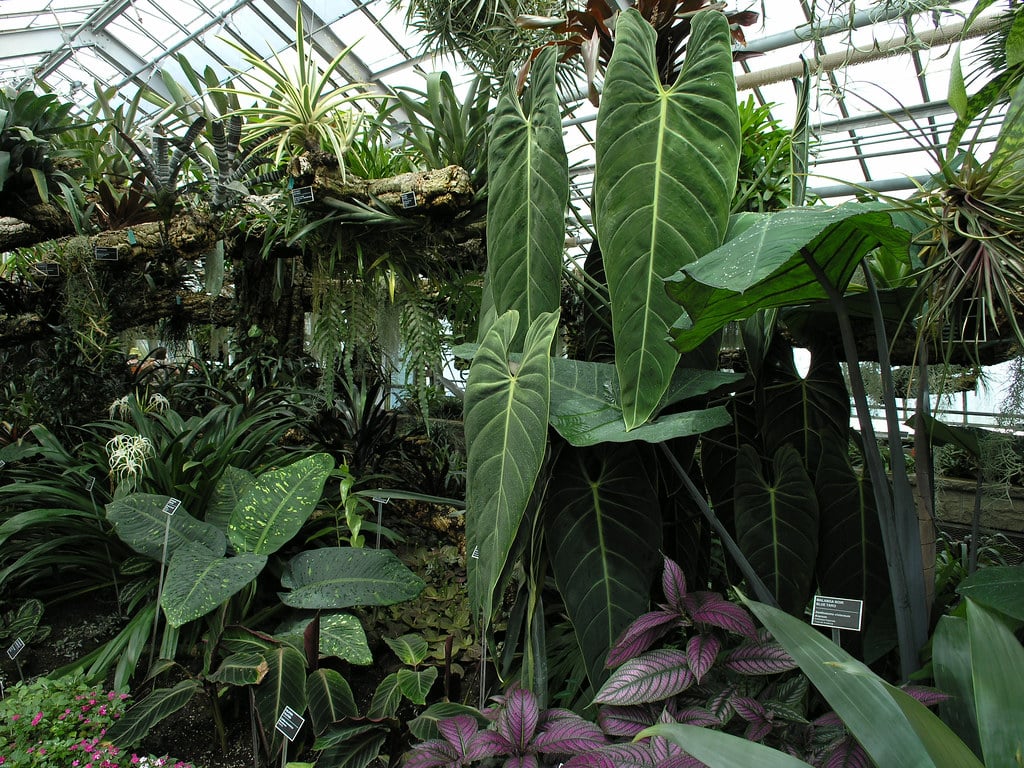 Philodendron melanochrysum