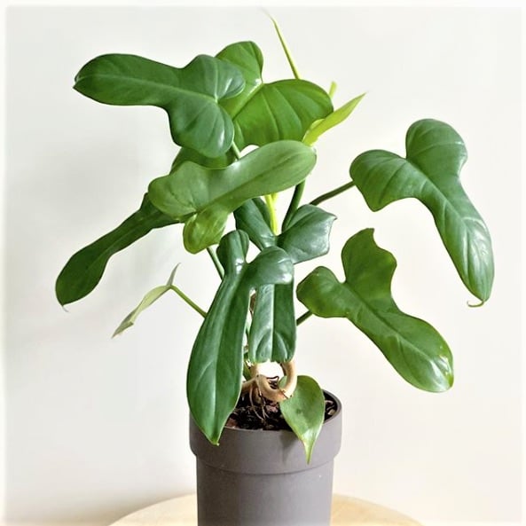 Philodendron panduriforme