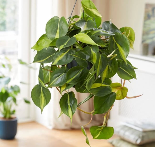 Philodendron scandens