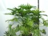 Филодендрон (Philodendron) Philodendron selloum