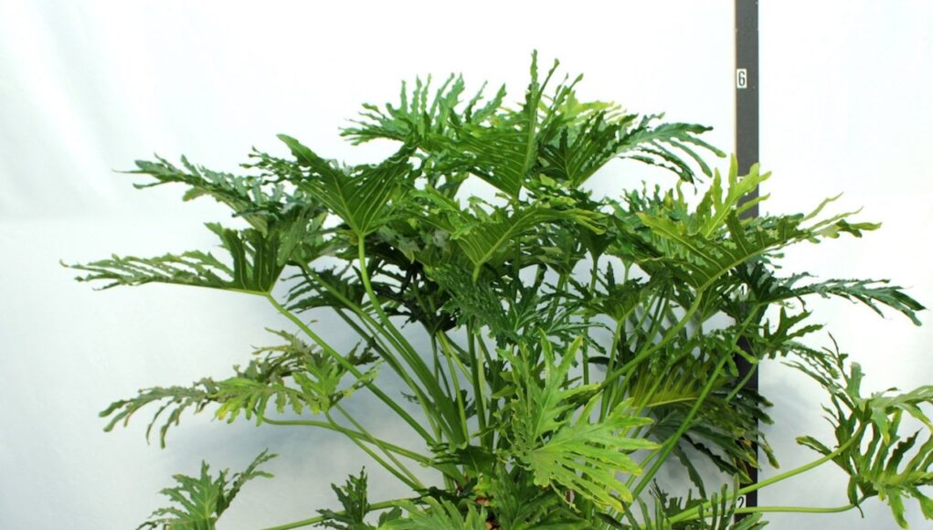 Philodendron selloum