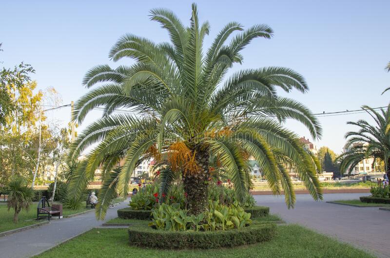 Phoenix canariensis