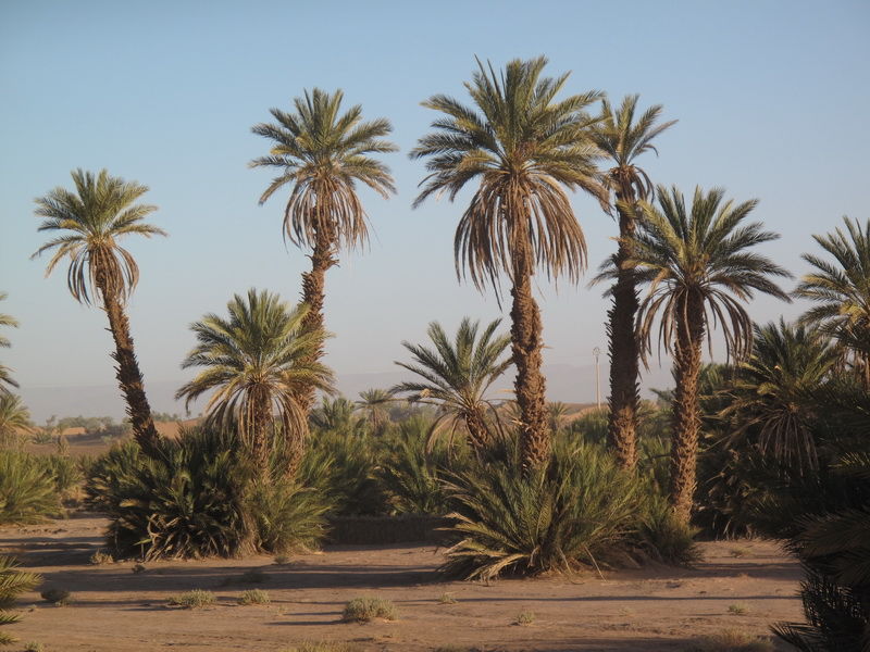 Phoenix dactylifera