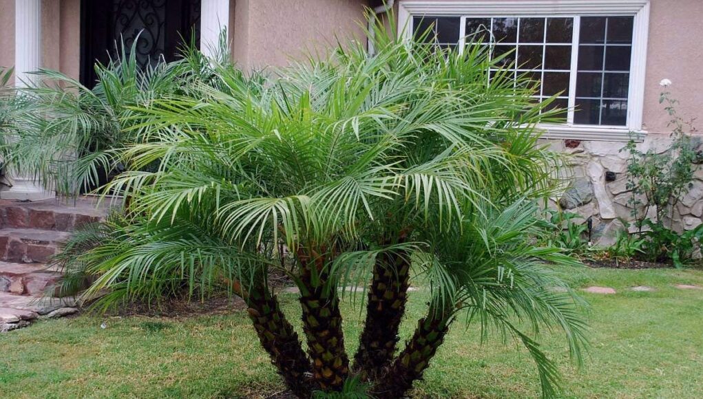 Phoenix roebelenii